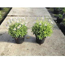 Zwei Topfblumen mit Blüten im Topf