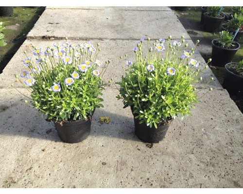 Zwei Topfblumen mit Blüten im Topf