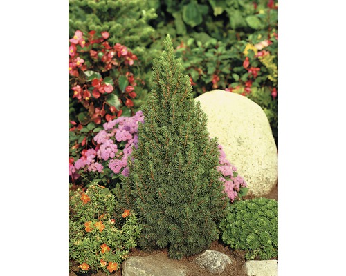 Zwergfichte im Gartenbeet mit Steinen und verschiedenen Pflanzen