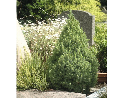 Kegelförmige Zwergfichte im Gartenbeet