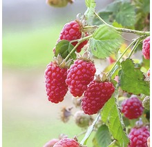 Bio Riesen-Himbeere, Him-Brombeere Tayberry FloraSelf Bio Co 2 L