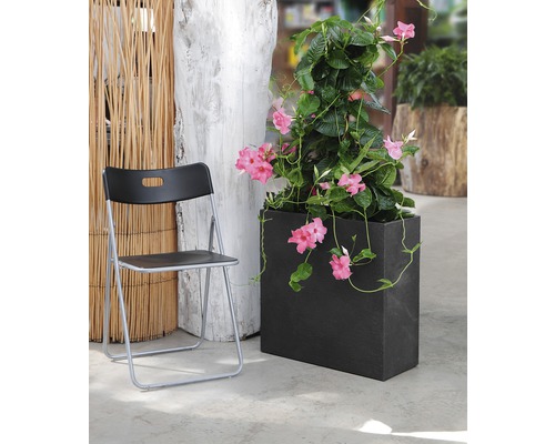 Szene mit einem Mandevilla Spaliergewächs in einem rechteckigen Pflanzgefäß aus Stein, neben einem Klappstuhl.