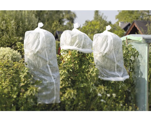 Gartenansicht mit Pflanzen die mit Winterschutzvlies bedeckt sind.