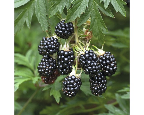 Bio Stachellose Brombeere FloraSelf Bio Rubus fruticosus 'Thornless Evergreen' Co 2 L Brombeeren am Strauch mit Blättern