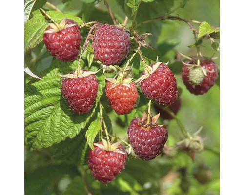 Bio Herbst-Himbeere FloraSelf Bio Rubus idaeus 'Zefa Herbsternte' Co 2 L