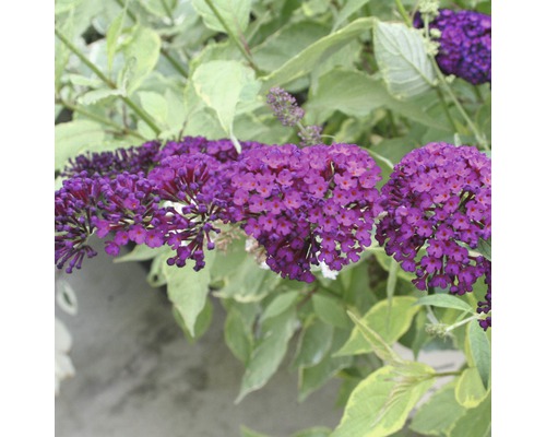 Sommerflieder, Schmetterlingsflieder FloraSelf Buddleja davidii H 60-80 cm Co 3 L rot Schmetterlingsflieder mit violetten Blüten und grünen Blättern.