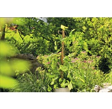 Syngonium Pflanze im Topf mit Kletterhilfe im Garten