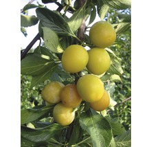 Bio Mirabelle Terrasse FloraSelf Bio Prunus domestica syriaca 'Nancy' H 60-80 cm Co 5 L-thumb-0