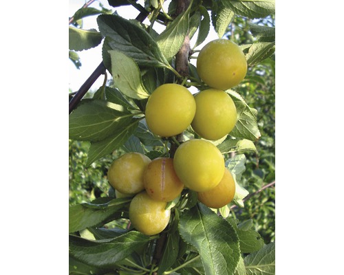 Bio Mirabelle Terrasse FloraSelf Bio Prunus domestica syriaca 'Nancy' H 60-80 cm Co 5 L-0