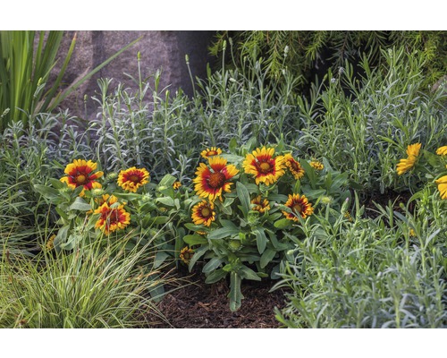 Blumenbeet mit Rudbeckia und Lavendel im Garten
