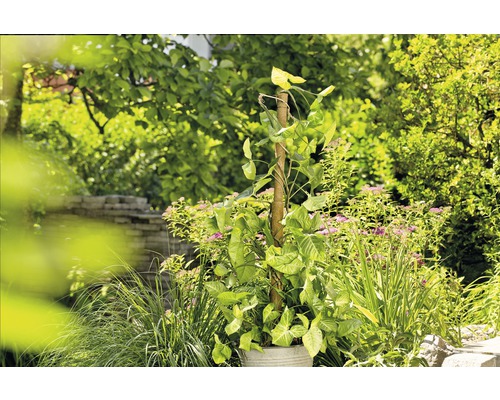 Szene eines Gartens mit einer Kletterpflanze auf einer Rankhilfe in einem Pflanzgefäß