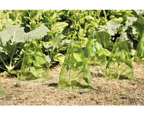 Pflanzen im Garten mit Frühbeetglocken geschützt