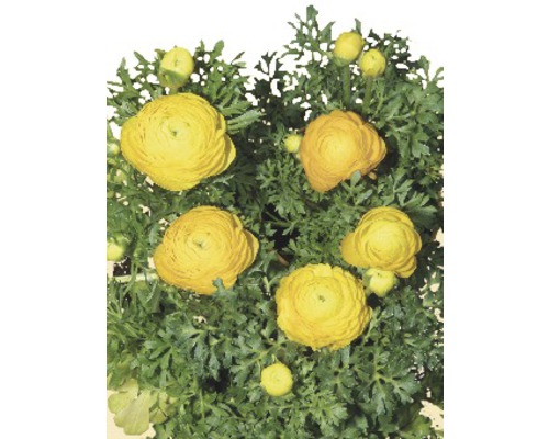 Gelbe Ranunkelblüten mit grünen Blättern.