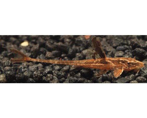 Einzelner Schlankzahnwels im Aquarium