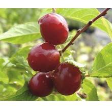 Bio Sauerkirsche 'Morellenfeuer' FloraSelf Bio Prunus cerasus 'Morellenfeuer' Stammhöhe ca. 60 cm Gesamthöhe 130-150 cm Co 7,5 L Busch