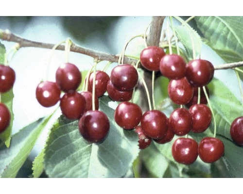 Süßkirsche 'Hedelfinger Riesenkirsche' FloraSelf Prunus avium 'Hedelfinger Riesenkirsche' H 120-150 cm Co 7,5 L Süßkirsche 'Hedelfinger Riesenkirsche' FloraSelf Prunus avium 'Hedelfinger Riesenkirsche' H 120-150 cm Co 7,5 L