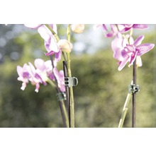 Nahaufnahme von Orchideenblüten mit Pflanzenclips zur Stützung