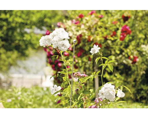 Weiße Rosen im Gartenbeet mit Rosenbogen im Hintergrund.