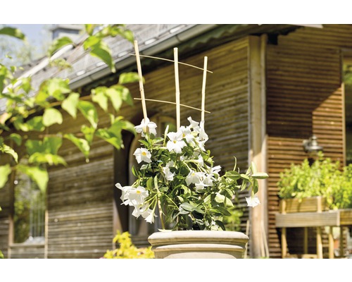 Dipladenia im Topf mit Rankhilfe vor einem Haus