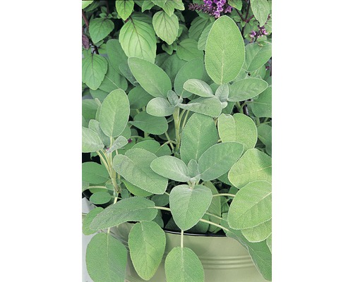 Echter Salbei, Küchensalbei, Heilsalbei, Gewürz-Salbei FloraSelf Salvia officinalis Ø 18 cm Topf