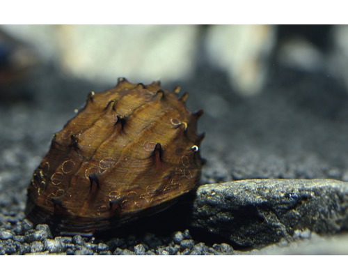 Stachelschnecke im Aquarium