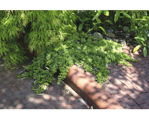 Bodendeckerpflanze im Garten