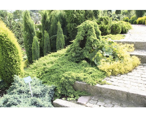 Gartenlandschaft mit verschiedenen Ziersträuchern und Gehölzen entlang eines steinernen Weges.