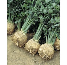 Knollensellerie Gemüse auf dem Feld