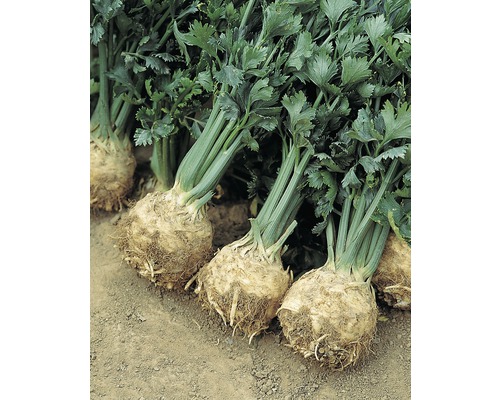 Knollensellerie Gemüse auf dem Feld