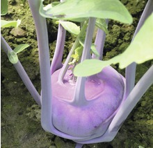 Kohlrabi Pflanze im Garten