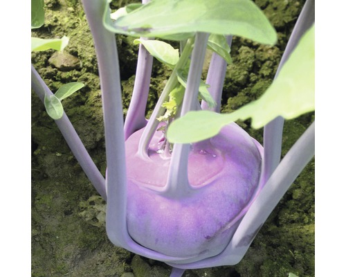 Kohlrabi Pflanze im Garten
