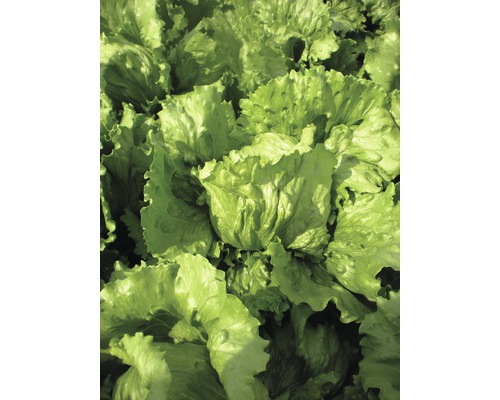 Kopf Salat Nahaufnahme