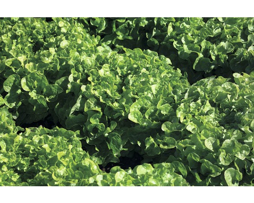 Feld mit Pflücksalat