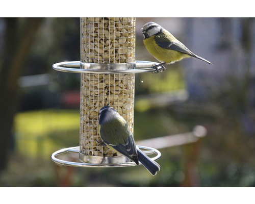 Zwei Blaumeisen an einem mit Erdnüssen gefüllten Vogelfutterspender
