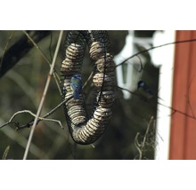 Meisenknödelhalter mit Meise im Garten