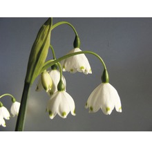 Märzbecherblüten Nahaufnahme