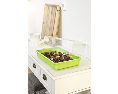 Anzuchtkasten mit Anzuchttabletten und Pflanzen auf einem Tisch