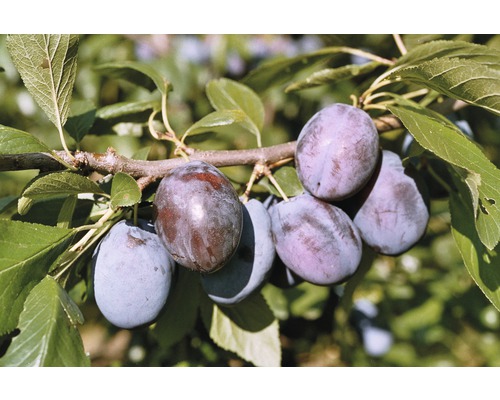 Bio Zwetschge FloraSelf Bio Prunus domestica 'Hanita'® H 100-150 cm Co 6 L
