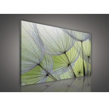 Leinwandbild Pusteblume 75x100 cm