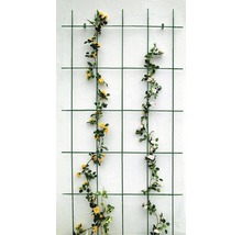 Zwei grüne Rankgitter mit gelben und weißen Rosen an einer Wand