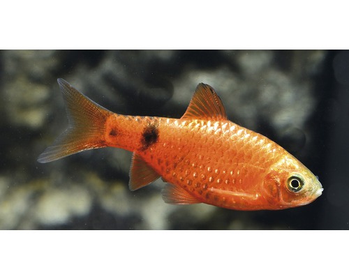 Puntius semifasciolatus, auch bekannt als Bitterlingsbarbe, mit dunklem Fleck auf dem Körper