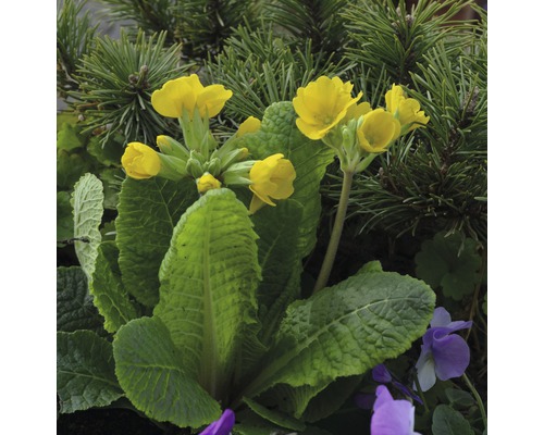 Gelbe Schlüsselblume im Gartenbeet