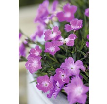 Nelkenblüten mit ihren Blütenblättern