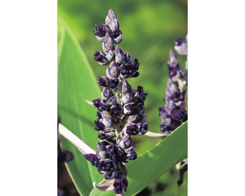 Blütenstand der Binsenlilie