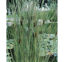 Rohrkolben im Gartenteich