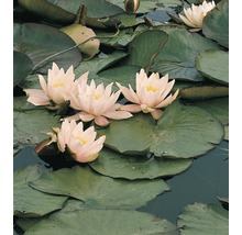 Seerose FloraSelf Nymphaea marliaceae 'Carnea' Ø 18 cm Topf
