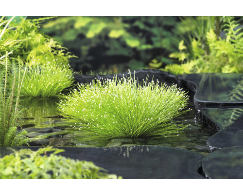 Teichszene mit grasartigen Wasserpflanzen und Steinen