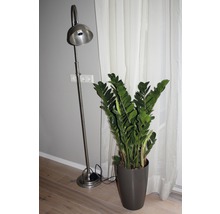 Stehlampe und Zamioculcas Zimmerpflanze in einem Raum.