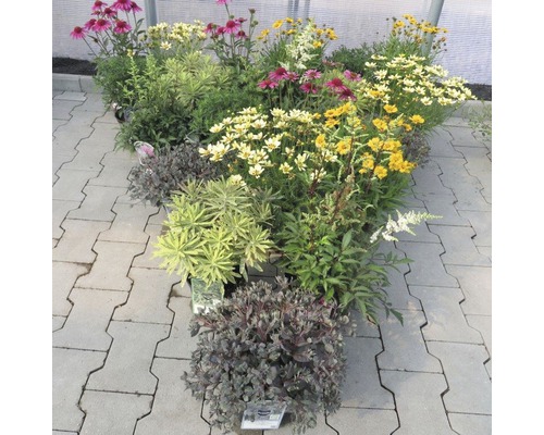 Verschiedene blühende Stauden in Töpfen, Gartencenter Präsentation