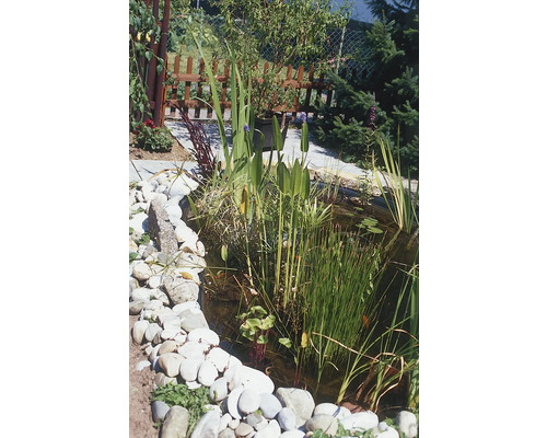 Teich mit verschiedenen Wasserpflanzen und Steinen im Garten.